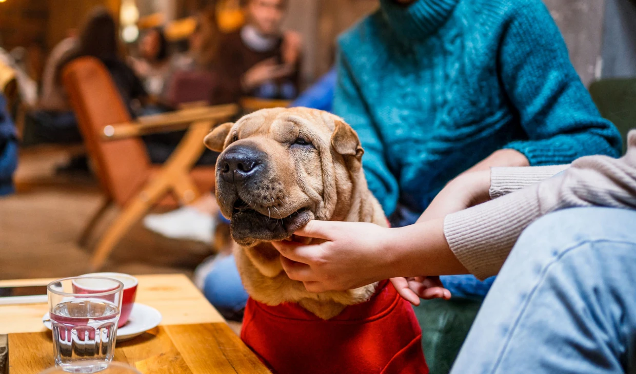 Dog being petted in a cozy cafe.