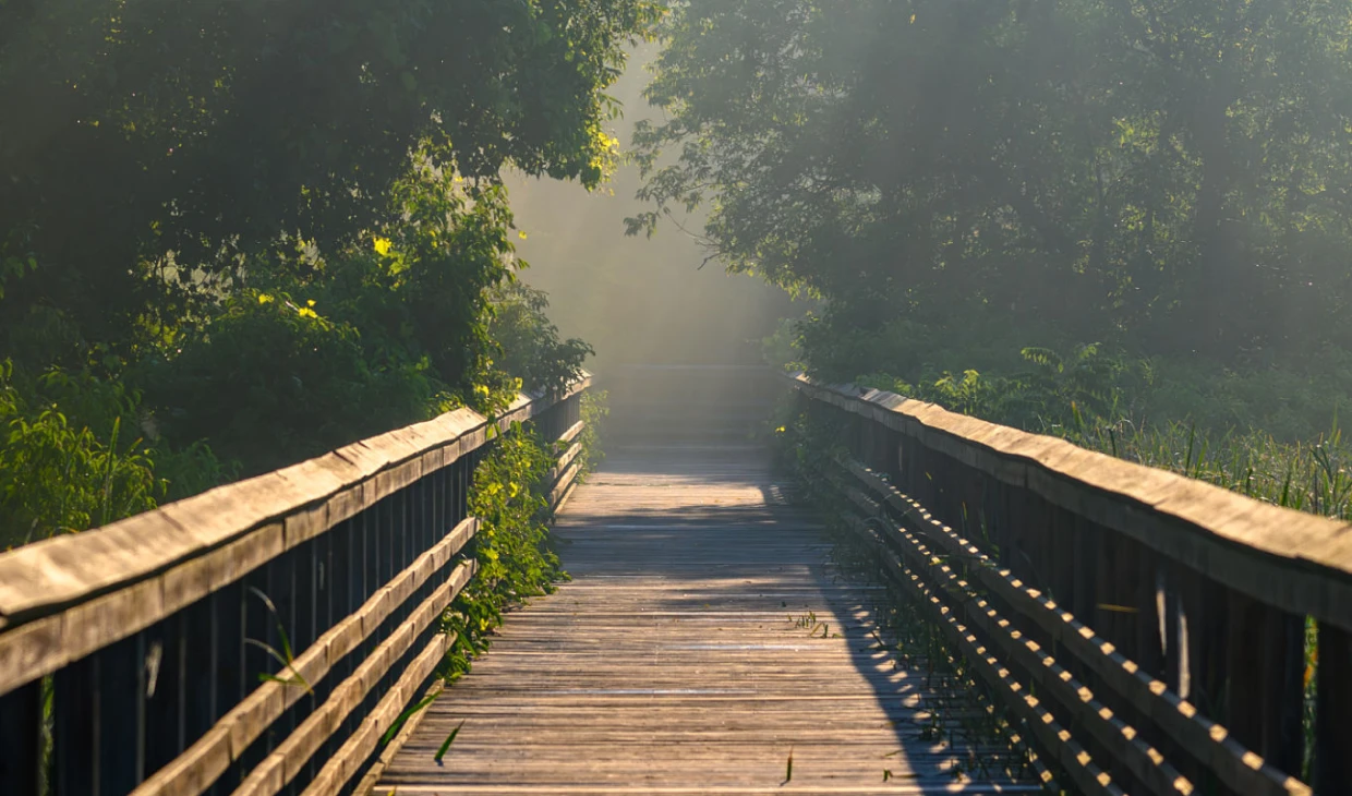 Wooden path through misty forest scenery.