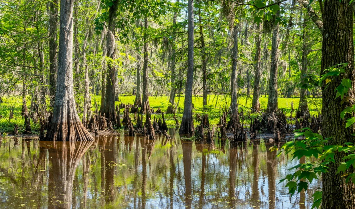 Swamp with trees and reflective water surface.