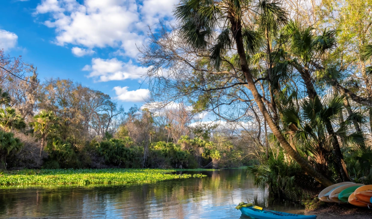 Riverbank with trees and colorful kayaks.