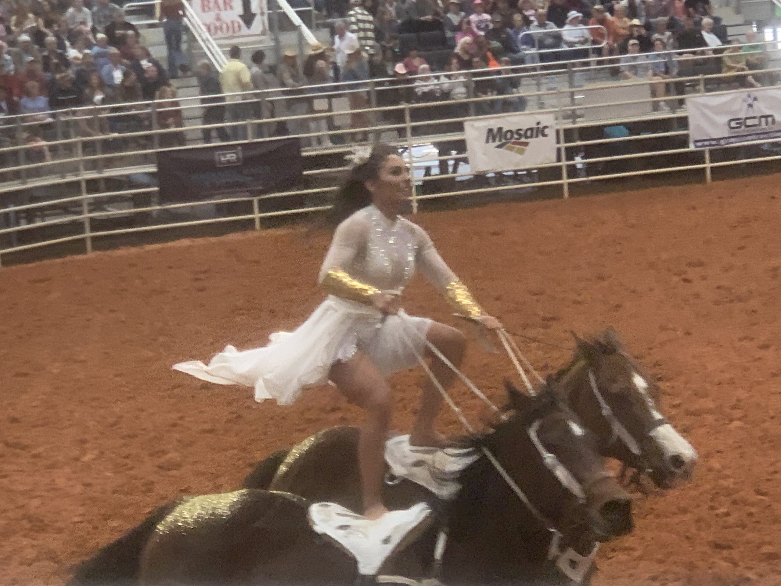 Rodeo trick rider standing on two horses